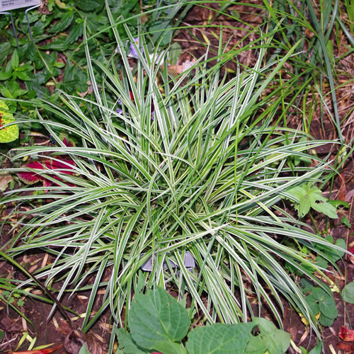 Carex Silver Scepter